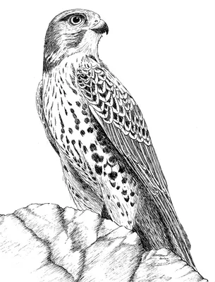сокол на руке сокола. показ птиц Редакционное Фото - изображение  насчитывающей орел, свобода: 229270486
