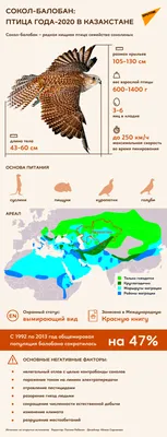 На Алтае стартовал проект по возрождению популяции сокола балобана |  Новости Приднестровья