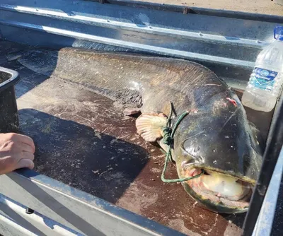 Рекордный улов: в Таиланде рыбак поймал почти 200-килограммового сома —  фото - МЕТА