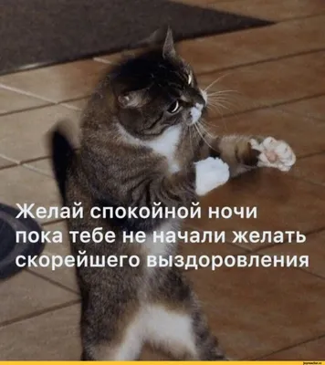 Желай спокойной ночи пока тебе не начали желать скорейшего выздоровления  .г* . ЯР V □ -1 * Ж ' / котэ картинки / смешные картинки и другие приколы:  комиксы, гиф анимация, видео, лучший интеллектуальный юмор.