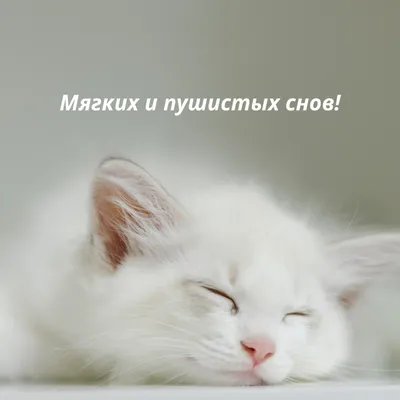 Картинки спокойной ночи прикольные смешные новые - 83 фото