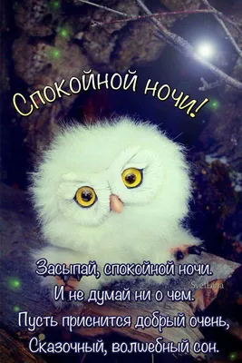 Спокойной ночи 😴🌙 | Спокойной ночи, Ночь, Юмор про сон