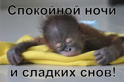 Спокойной ночи, малыши! | Пикабу