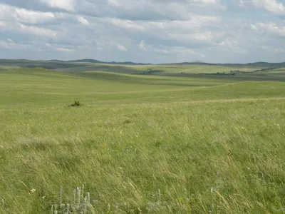 Картинки степи фотографии