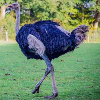 Страусы Э́му (лат. Dromaius novaehollandiae) :: Animal Park — контактный  зоопарк