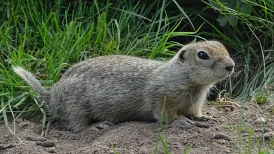 Длиннохвостый суслик, или суслик Эверсмана | zoo-ekzo.com- Экзотические  животные