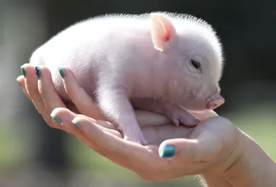 Минипиги, или карликовые свинки — почему стоит завести и как содержать?  Фото — Ботаничка