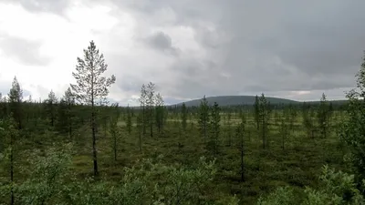 Леса России Тайга (76 фото) »