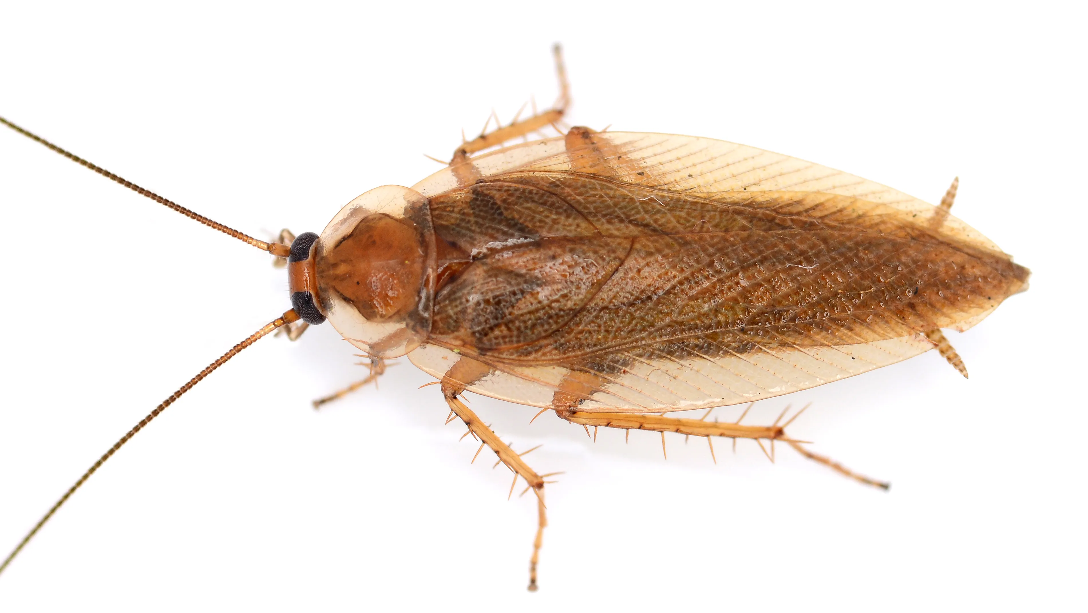 Лесной таракан фото. Ectobius Sylvestris. Ectobius Sylvestris Лесной таракан. Ectobius duskei. Лапландский Лесной таракан.