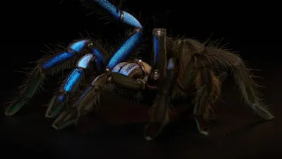 Poecilotheria metallica / тарантул :: паук / смешные картинки и другие  приколы: комиксы, гиф анимация, видео, лучший интеллектуальный юмор.