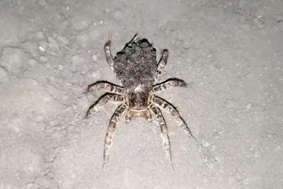 Портрет лучистого тарантула (Hogna radiata) / Portrait of the radiated wolf  spider (Hogna radiata). Photographer Vladimir Neymorovets