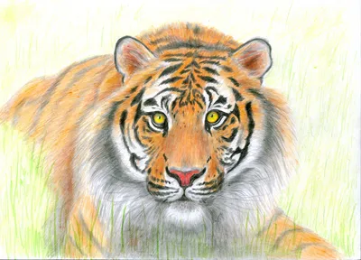 Рисунок тигра карандашом легко и красиво для начинающих (49 фото) » рисунки для  срисовки на Газ-квас.ком