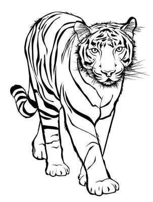 Трафарет лицо тигра - 55 фото