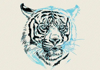 Тигр для срисовки - 78 фото