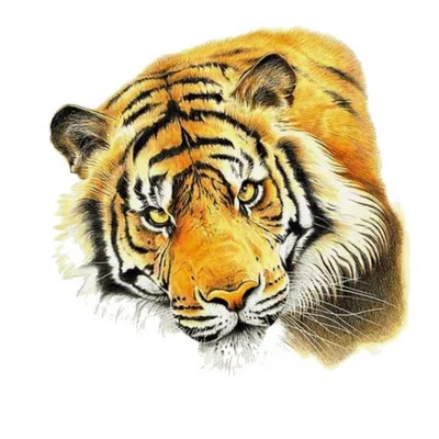 https://klev.club/raskraski/tigr/9939-raskraski-tatu-tigra-50-foto.html