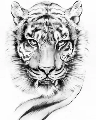 Тигр (символ 2022 года): 400+ раскрасок для детей