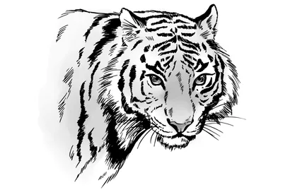 Эскизы тигра (75 фото) • Прикольные картинки и позитив