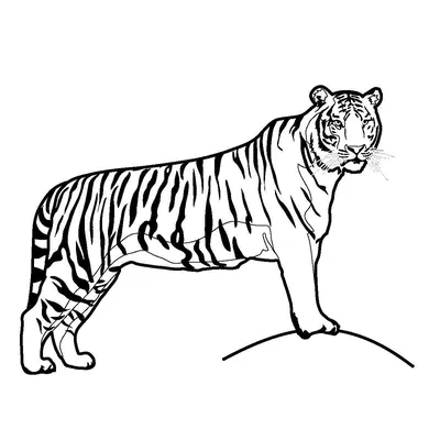 Картинки Тигра Для Срисовки На Новый Год – Telegraph