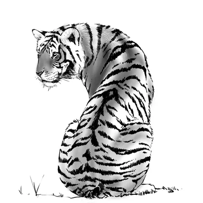 Рисунки тигра для срисовки - 68 фото