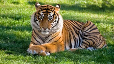 31 июля – День тигра