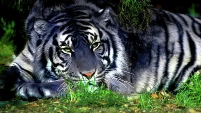 Что за лев этот тигр! Как в России сохраняют популяцию полосатых хищников