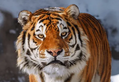 Нападение тигра на человека расследуют в Приморье