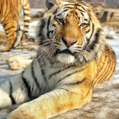 В Хабаровском крае отловили тигра, беспокоившего жителей села - РИА  Новости, 17.12.2023