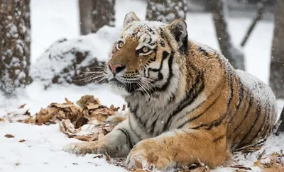 Не жирненький, а кость широкая: увесистого тигра обнаружили в приморском  нацпарке - UssurMedia.ru