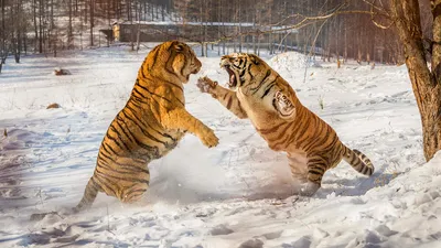 Насколько реально встретить тигра в России? - Узнай Россию