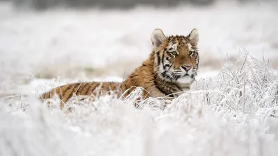 7 книжных тигров к году Тигра - Год Литературы