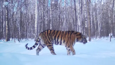 Почему тигр нападает: эксперты подвели итоги \"конфликтного\" 2022 года -  Nakhodka.Media
