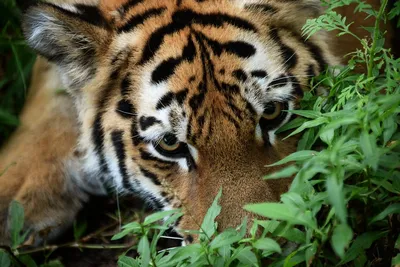 Код тигра: как талисман наступающего года вошел в наше сознание | Статьи |  Известия