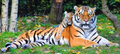 Подробности нападения тигра на человека сообщили эксперты — Новости  Хабаровска