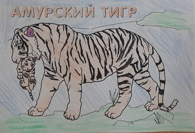 Постер \"Тигра В Кадре\"