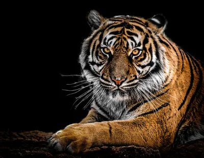 Возрождение туранского тигра: как реализуют масштабный экопроект |  informburo.kz