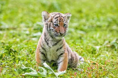 В индийском парке засняли тигра-невидимку