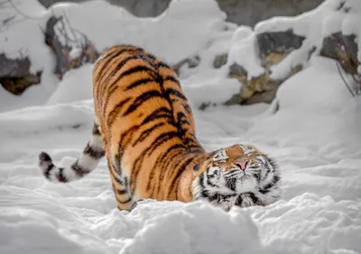 Самкам — тёплые места: как тигры и тигрицы поделили Приамурье - Новости РГО
