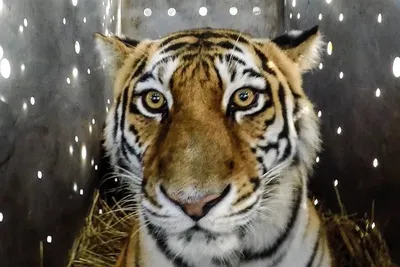 В Приамурье выпустили на волю тигрицу после реабилитации - Российская газета