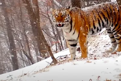 В Таллиннском зоопарке умерла тигрица Пийга | Эстония | ERR