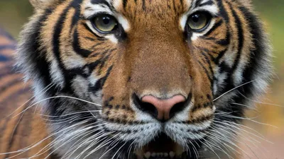 У тигрицы в зоопарке Бронкса выявили COVID-19