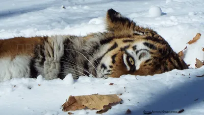 У истощенной тигрицы найдено заболевание внутренних органов — Новости  Хабаровска