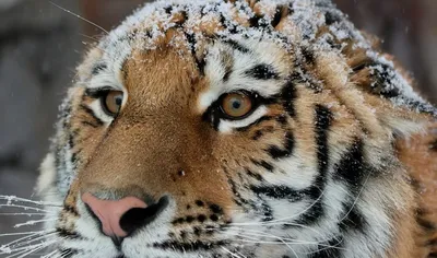 Семейство с пятью амурскими тигрятами впервые в мире попало на видео - РИА  Новости, 02.09.2022
