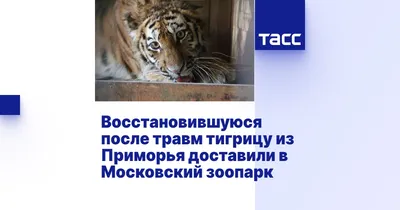 В приморскую тайгу отселили двух амурских тигриц :: Новости :: ТВ Центр