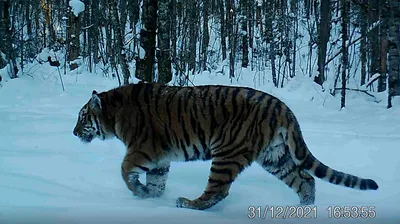 У спасенной в Приморье тигрицы Спарты родился тигренок в Швеции -  Российская газета