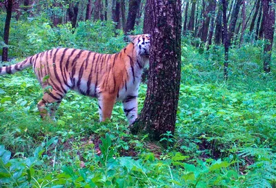 Восстановившуюся после травм тигрицу из Приморья доставили в Московский  зоопарк - ТАСС