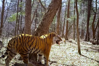 Отловленная в Нанайском районе тигрица вышла на охоту — Новости Хабаровска