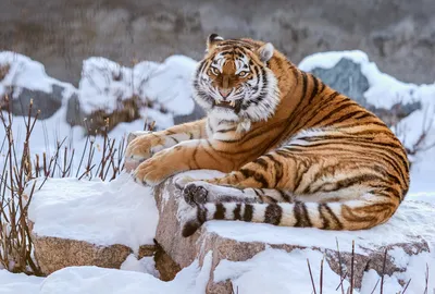 Амурскую тигрицу выпустили в дикую природу в Приморском крае - Новости РГО