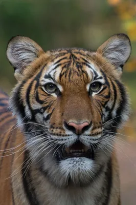 Сын известной всему миру тигрицы попал на видео в Приморье | Общество |  Аргументы и Факты