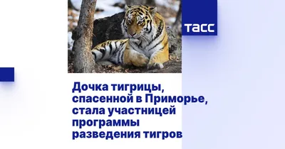 Тигрицу Амуру, которая живет в Центре воспроизводства редких видов животных  под Волоколамском, взял под опеку Аэрофлот / Новости / Администрация  Волоколамского городского округа