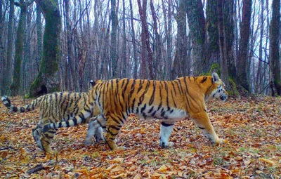 AniMashkii Хвост Тигра Тигрицы